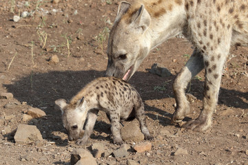 Tüpfelhyäne / Spotted Hyaena / Crocuta crocuta.