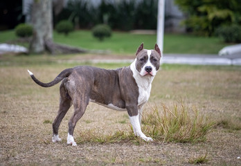beautiful happy pit bull dog while playing in the park
