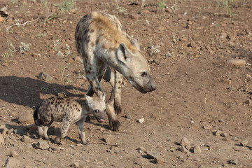 Tüpfelhyäne / Spotted Hyaena / Crocuta crocuta.