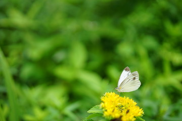 モンシロチョウ