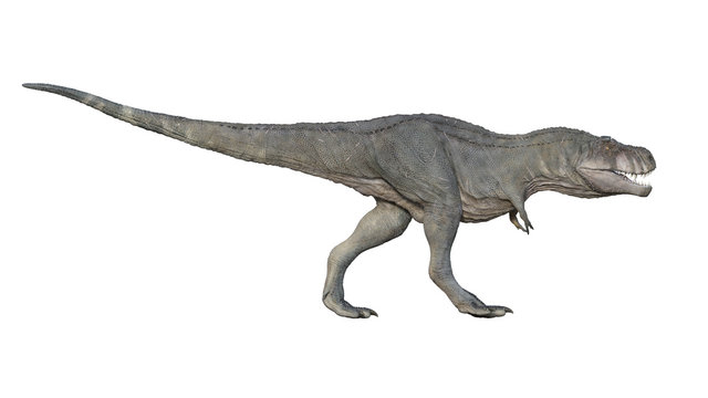 3d render of Tyrannosaurus rex on a white background