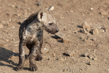 Tüpfelhyäne / Spotted Hyaena / Crocuta crocuta.
