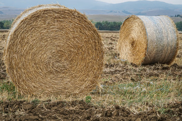 dried straw bales on a field