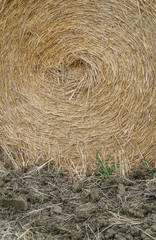 closeup dried straw bale on a field