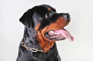 portrait of a rottweiler isolated on white background