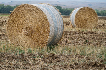 dried straw bales on a field