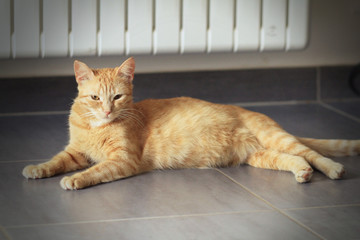 Chat Allongé