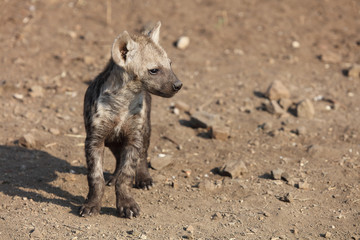Fototapeta premium Tüpfelhyäne / Spotted Hyaena / Crocuta crocuta.