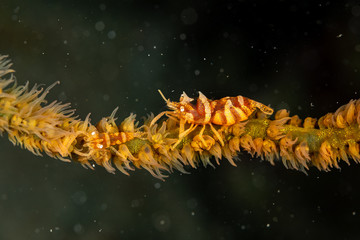 Zanzibar whip coral shrimp - Dasycaris zanzibarica