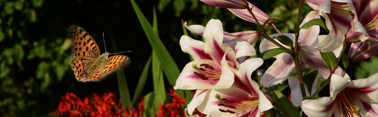 Schmetterling 568 © K.-U. Häßler