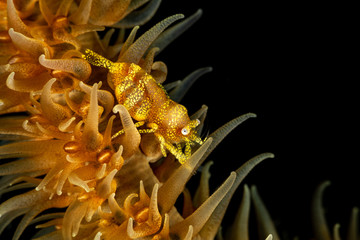 Zanzibar whip coral shrimp - Dasycaris zanzibarica