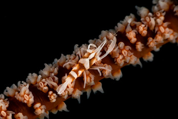 Barred Wire Coral Shrimp, pontonides ankeri