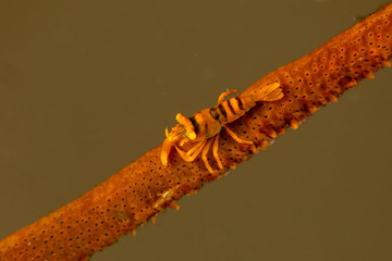 Barred Wire Coral Shrimp, pontonides ankeri