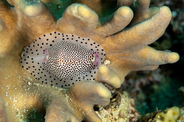 Umbilical Egg Shell or Warty/Little Egg Cowry, Calpurnus verrucosus, is a species of sea snail, a cowry, a marine gastropod mollusk in the family Ovulidae