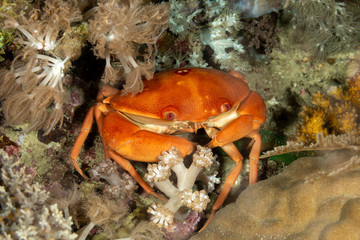 Fototapeta na wymiar a species of crab that lives in the Indo-Pacific, from Hawaii to the Red Sea and South Africa, Carpilius convexus