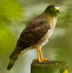 Hawk