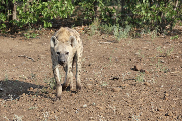 Fototapeta premium Tüpfelhyäne / Spotted hyaena / Crocuta crocuta