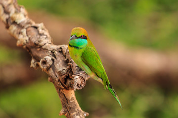 Green Bee Eater, or Merops orientalis, found Yala national Park, Sri Lanka