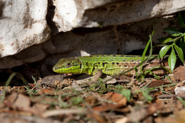 sand lizard, Lacerta agilis