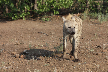 Tüpfelhyäne / Spotted hyaena / Crocuta crocuta