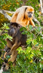 Howler monkey