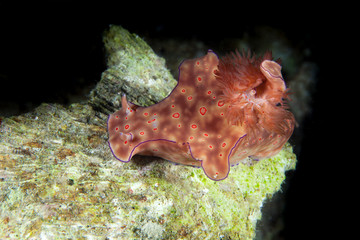 Ceratosoma trilobatum is a species of colorful dorid nudibranch, a sea slug, a shell-less marine gastropod mollusk in the family Chromodorididae