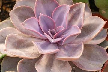 Close up of pink succulent plant