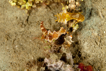 Ceratosoma tenue is a species of colorful dorid nudibranch, a sea slug, a shell-less marine gastropod mollusk in the family Chromodorididae