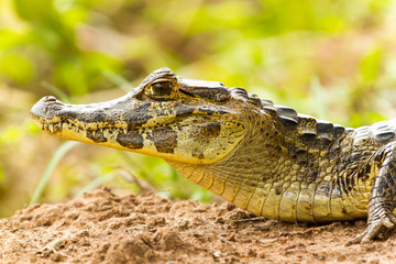Alligator