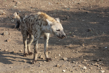 Tüpfelhyäne / Spotted Hyaena / Crocuta crocuta.