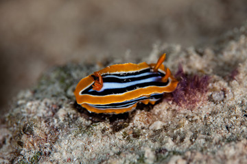 Chromodoris quadricolor, magnifica, sp24, annae Bergh