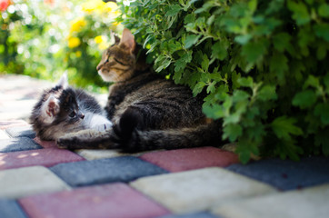 The cat walks in the fresh air