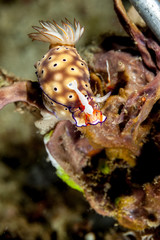 Hypselodoris tryoni is a species of sea slug, with an emperor shrimp, Periclimenes imperator