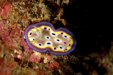 Hypselodoris tryoni is a species of sea slug