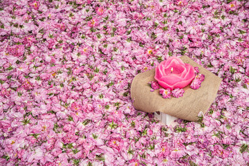 Flower bed of pink rose flowers