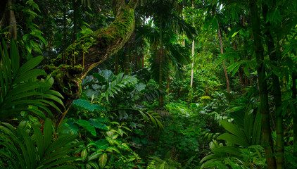 Fototapety  Southeast Asian rainforest with deep jungle
