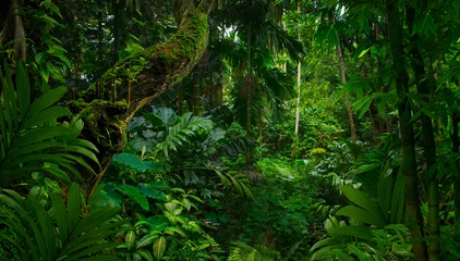 Raamstickers Zuidoost-Aziatisch regenwoud met diepe jungle © quickshooting