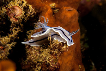 Chromodoris willani Rudman