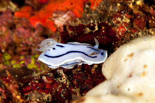 Chromodoris willani Rudman
