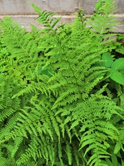 Beautyful ferns leaves green foliage natural floral fern background in sunlight