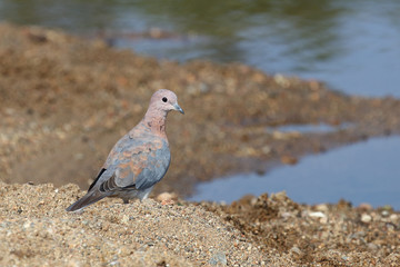 Palmtaube oder Senegaltaube / Laughing dove or Little brown dove / Stigmatopelia senegalensis