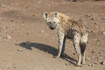 Foto op Aluminium Tüpfelhyäne / Spotted hyaena / Crocuta crocuta © Ludwig
