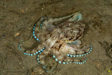 Coconut octopus and veined octopus, Amphioctopus marginatus is a medium-sized cephalopod belonging to the genus Amphioctopus