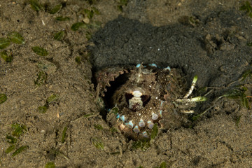 Coconut octopus and veined octopus, Amphioctopus marginatus is a medium-sized cephalopod belonging to the genus Amphioctopus