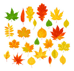 Fototapeta premium Bright autumn leaves set. Vector illustration isolated on white background. Flat style design.