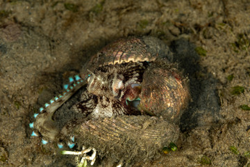 Coconut octopus and veined octopus, Amphioctopus marginatus is a medium-sized cephalopod belonging to the genus Amphioctopus