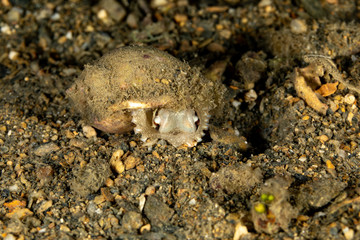 Coconut octopus and veined octopus, Amphioctopus marginatus is a medium-sized cephalopod belonging to the genus Amphioctopus