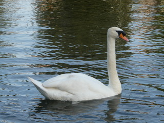 Swan