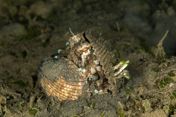 Coconut octopus and veined octopus, Amphioctopus marginatus is a medium-sized cephalopod belonging to the genus Amphioctopus
