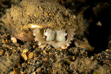 Coconut octopus and veined octopus, Amphioctopus marginatus is a medium-sized cephalopod belonging to the genus Amphioctopus